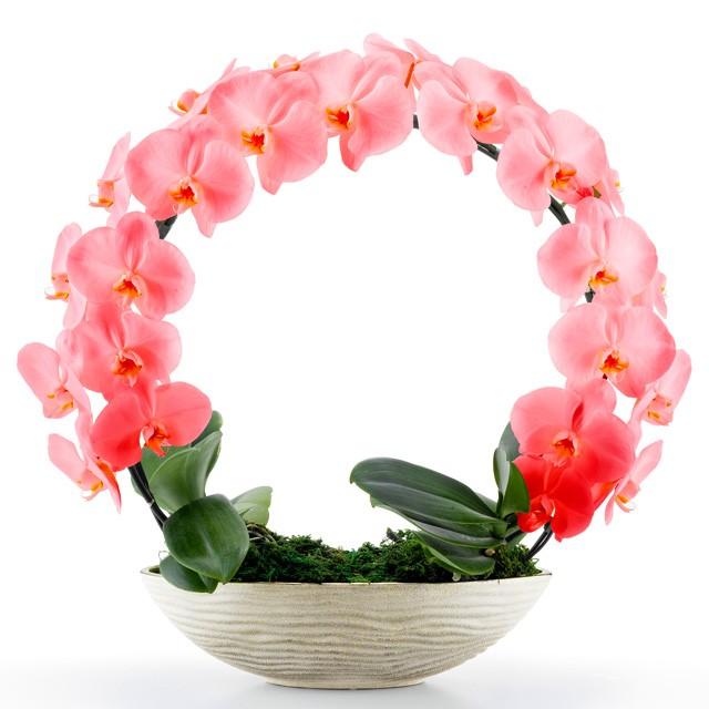 大流行中 胡蝶蘭 お祝い ２本立ち レッド ダイヤモンド オーキッド Miyabi 大輪 リング ギフト 数量は多 Pa Indramayu Go Id