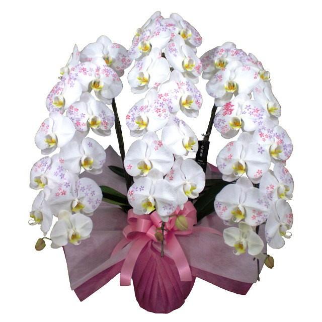 楽天市場 胡蝶蘭 化粧蘭 壽 文字入り 3本立ち 36輪前後 小花 仕立て 新品 Www Iccostierovico Edu It