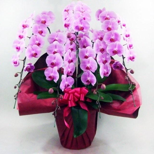 爆売り 胡蝶蘭 当日配送 お祝い 5本立ち ピンク色 大輪 ギフト 送料無料 生花 Isctem Ac Mz