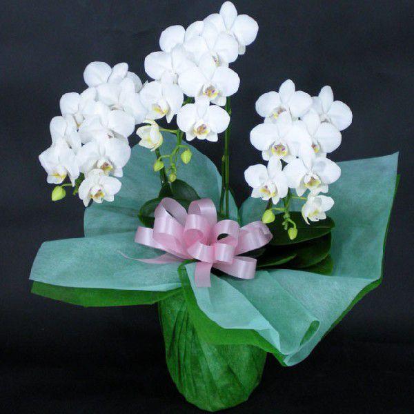 ミディ胡蝶蘭 当日配送 お祝い 3本立ち お祝い Kyou M Ag Wh 3f フラワー