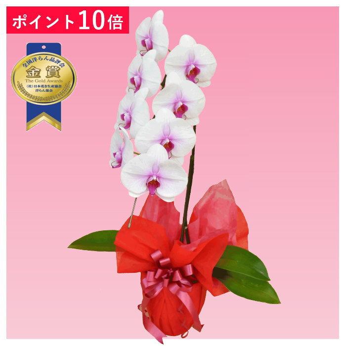 ポイント10倍】胡蝶蘭 1本立ち 赤リップ 色 : フラワーショップ乃木坂