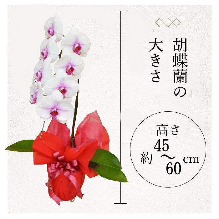 ポイント10倍】胡蝶蘭 1本立ち 赤リップ 色 : フラワーショップ乃木坂