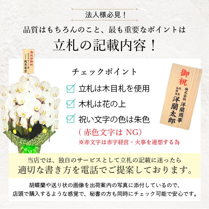 ポイント10倍】胡蝶蘭 2本立ち 白色 : フラワーショップ乃木坂 - 通販 