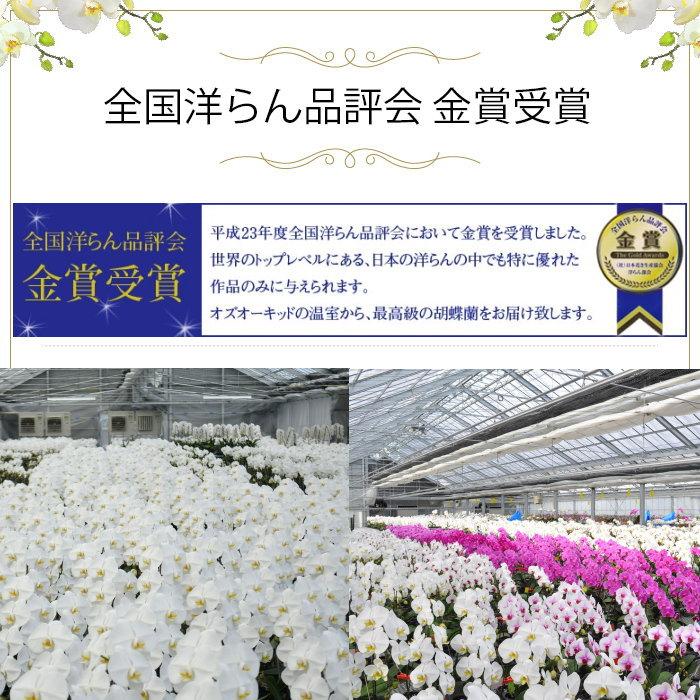 胡蝶蘭 2本立ち 白色 花、ガーデニング (^-^)/様専用 - galpaogauchosa.com
