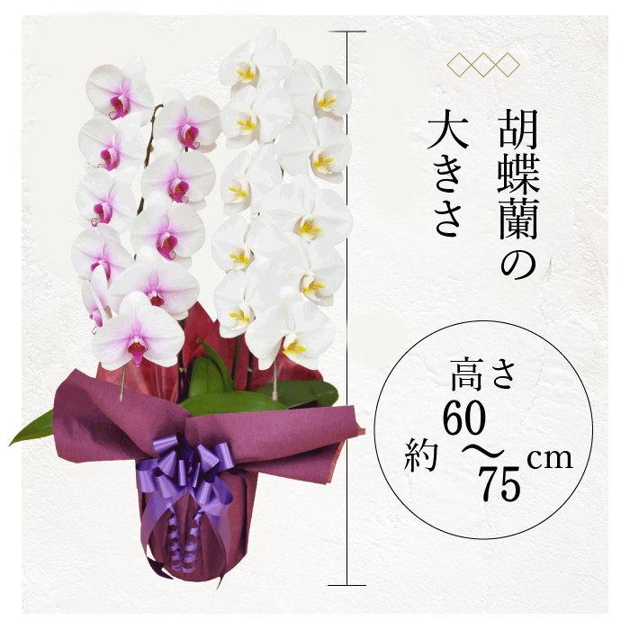 値下げ　胡蝶蘭　2つセット ポイント10倍】胡蝶蘭 2本立ち ミックス 赤リップ 白色 : フラワー