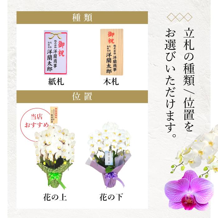 ポイント10倍】胡蝶蘭 2本立ち ミックス 赤リップ 白色 : フラワー
