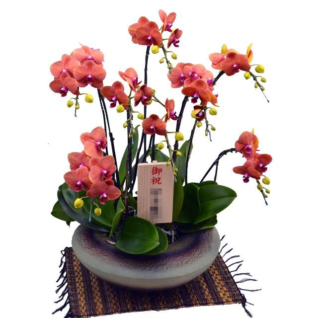 胡蝶蘭 お祝い 小和鉢 まどか 5本立ち サーフソング 珍しいオレンジ色 ミディ ギフト Madoka S 5f Surf Song フラワーショップ乃木坂 通販 Yahoo ショッピング