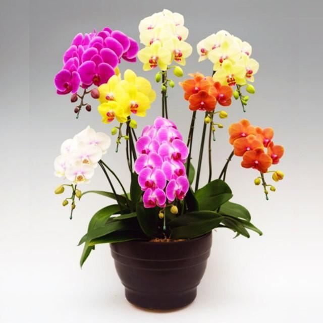 アガベ ポタトルム 縞斑 子株 アガベポタトルム縞斑特選希少極上縞斑