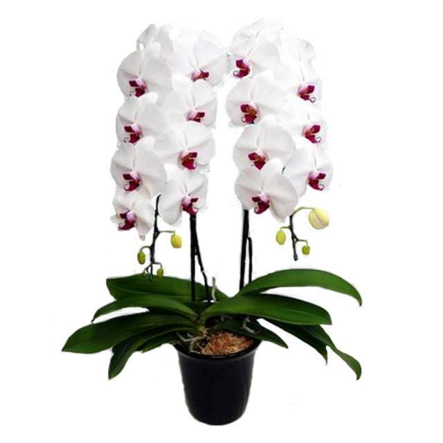 仏花、御供え花、お祝い花　造花胡蝶蘭、カトレアアレンジ 仏花、御供え花、お祝い花 造花胡蝶蘭、カトレアアレンジ 仏花、御供え