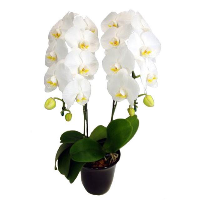 胡蝶蘭 お祝い 2本立ち 白色 18輪前後 大輪 ギフト