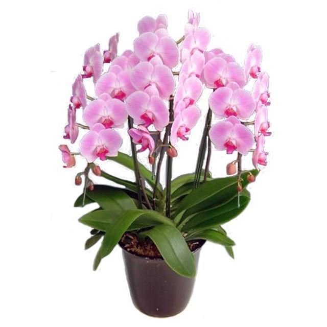 胡蝶蘭 お祝い 3本立ち ピンク色 25輪前後 大輪 ギフト