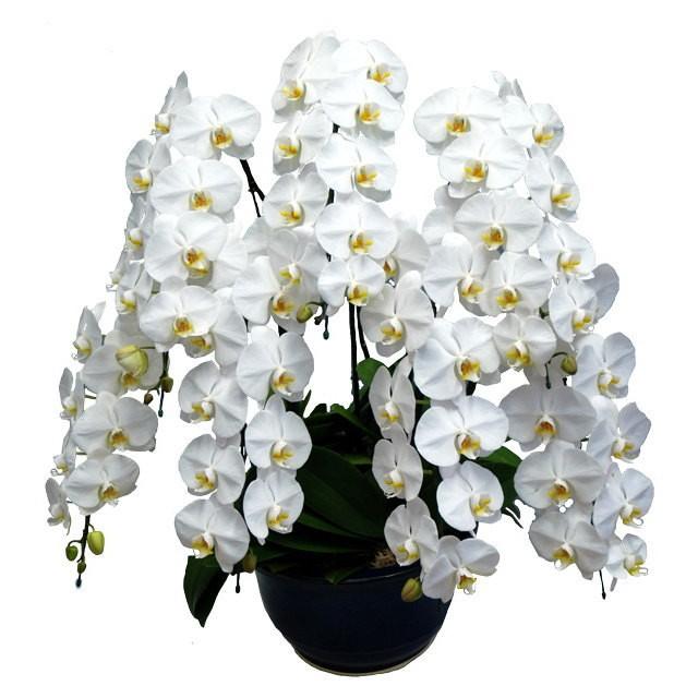 キャンペーンもお見逃しなく 胡蝶蘭 お祝い 7本立ち 白色 ピンク色 赤リップ 大輪 ギフト Globescoffers Com