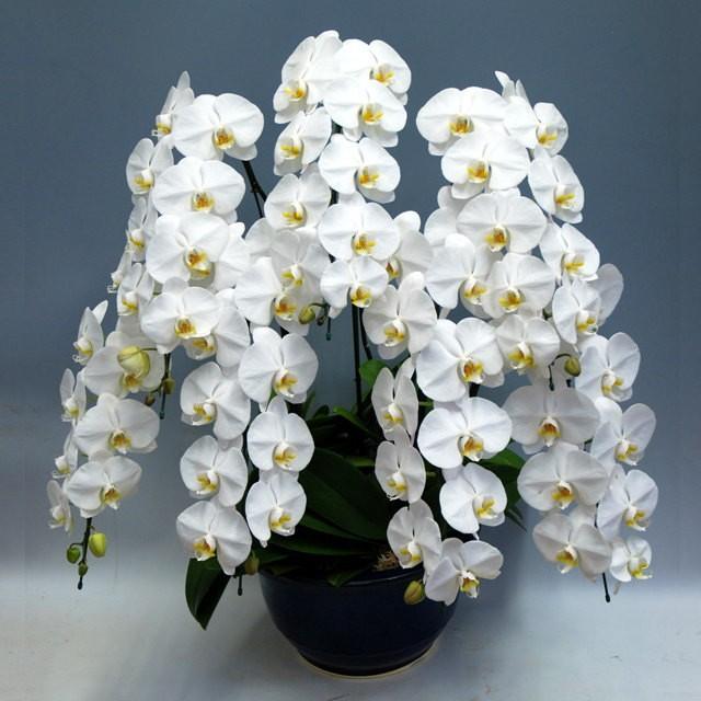 キャンペーンもお見逃しなく 胡蝶蘭 お祝い 7本立ち 白色 ピンク色 赤リップ 大輪 ギフト Globescoffers Com