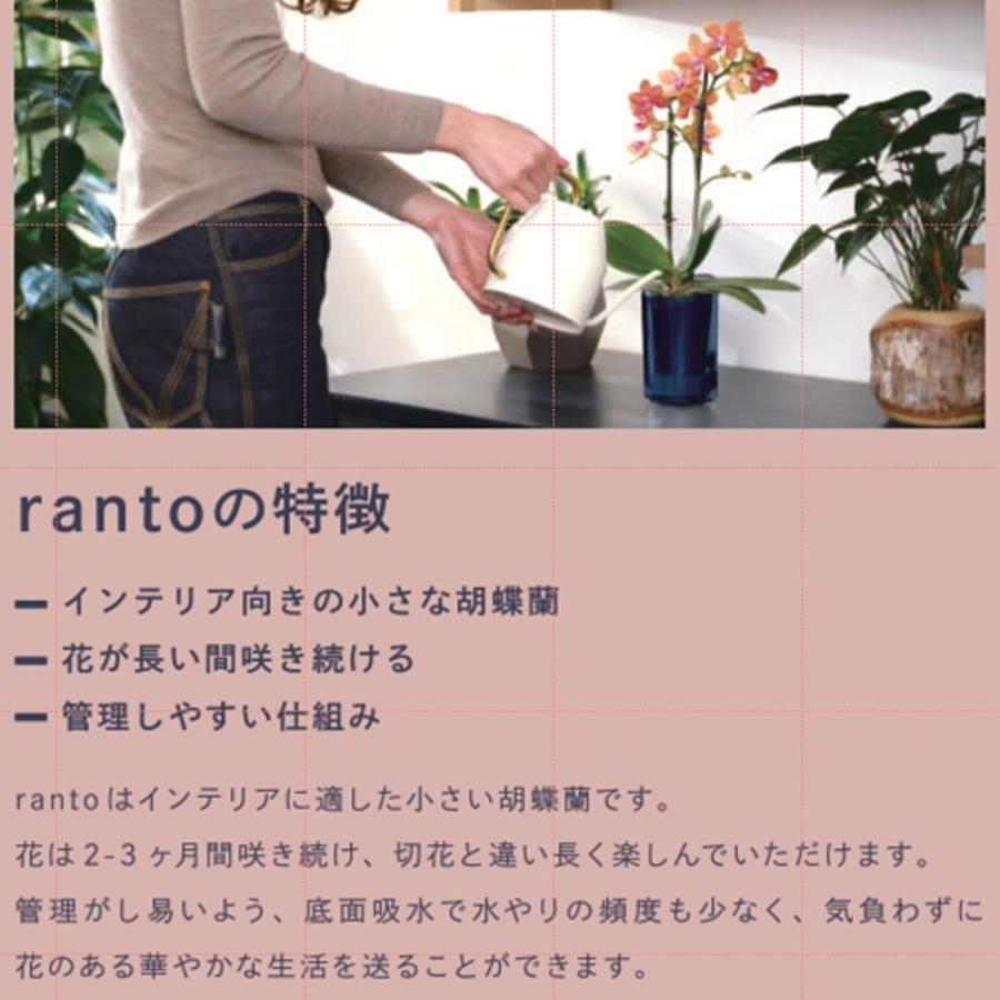 インテリアに適した小さな胡蝶蘭 ranto 底面給水 ミディ 椎名洋ラン園