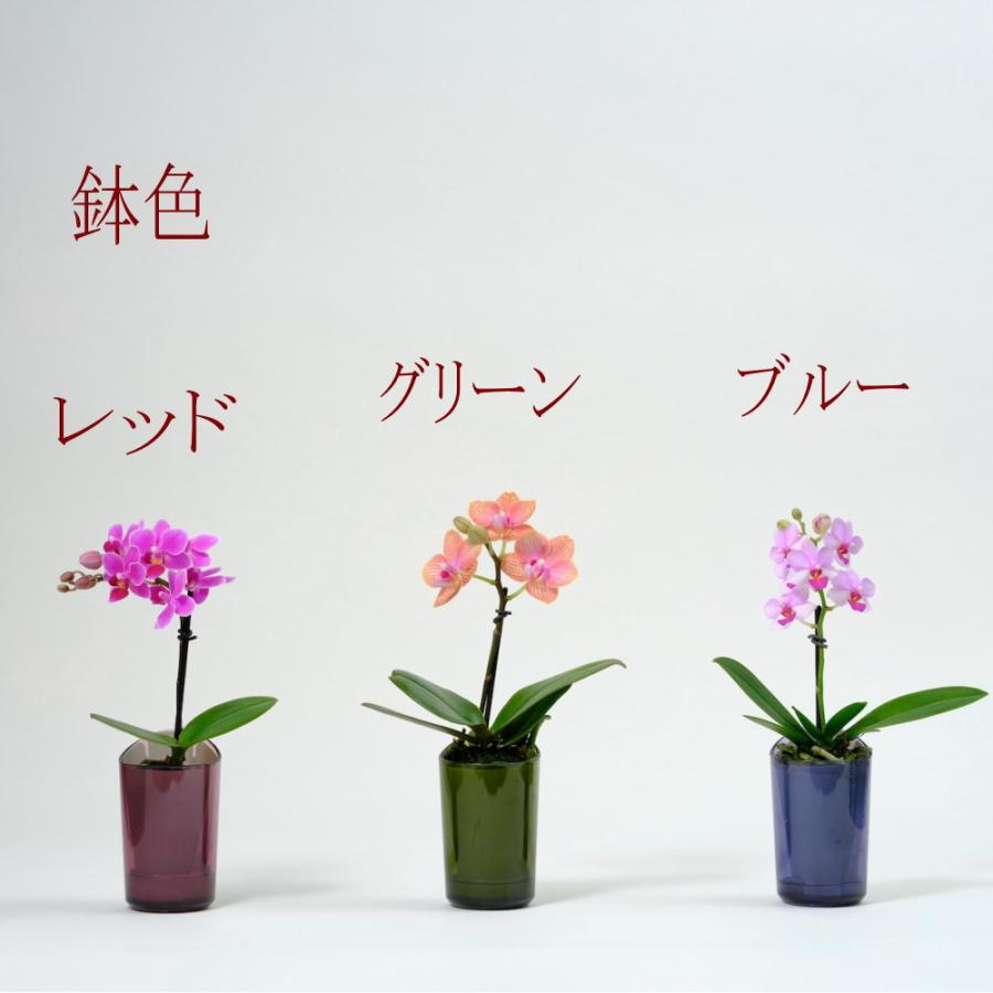 インテリアに適した小さな胡蝶蘭 ranto 底面給水 ミディ 椎名洋ラン園