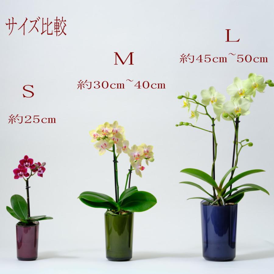 インテリアに適した小さな胡蝶蘭 ranto 底面給水 ミディ 椎名洋ラン園
