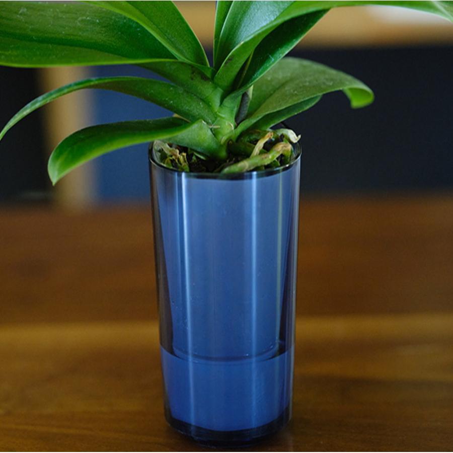 インテリアに適した小さな胡蝶蘭 ranto 底面給水 ミディ 椎名洋ラン園