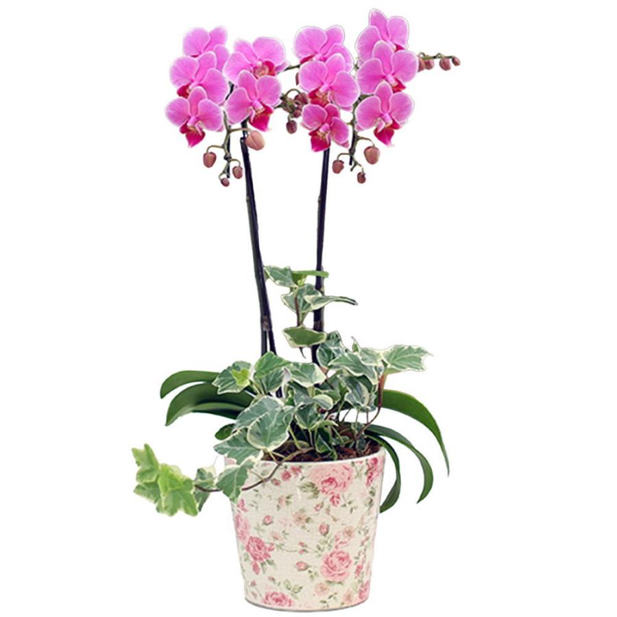 大きめピンクの胡蝶蘭鉢植え ミディ胡蝶蘭 ピンク クロコ鉢 2本立ち | 胡蝶蘭ならHitoHana(ひとはな)