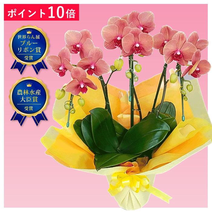 ポイント10倍】胡蝶蘭 3本立ち サーフソング オレンジ色 橙色 卒寿 鉢