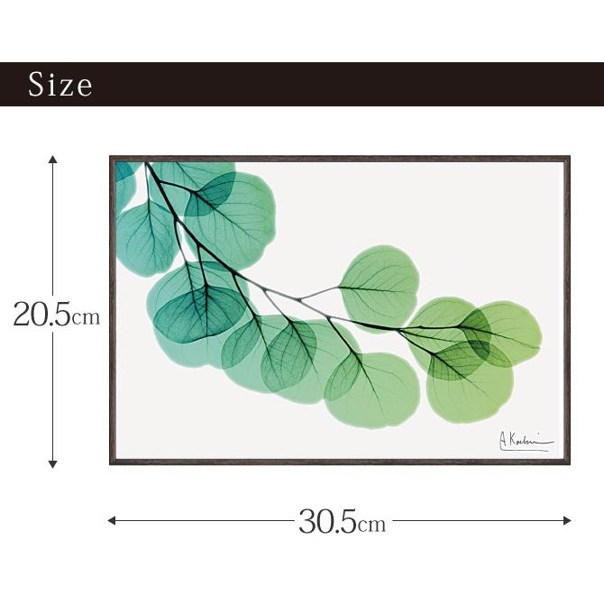 x-ray アートフレーム キャンバスアート 植物 自然 アートパネル