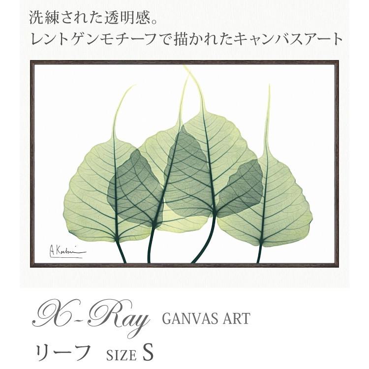 x-ray アートフレーム キャンバスアート 植物 自然 アートパネル