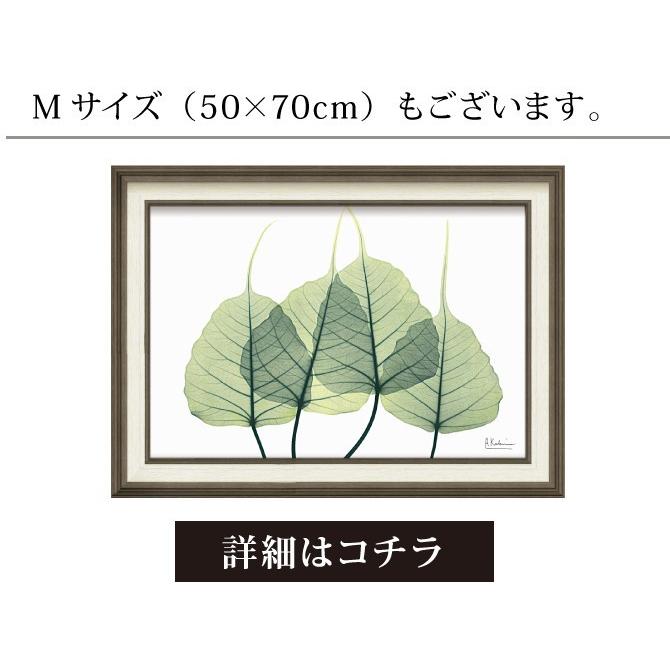 x-ray アートフレーム キャンバスアート 植物 自然 アートパネル