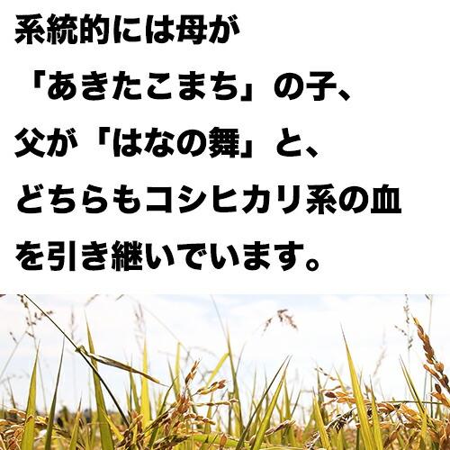 米 10kg 青森県産 5年産  まっしぐら 白米10kg（5kg×2） 人気/安い【米10kg】｜e-zakkokumai-y｜05