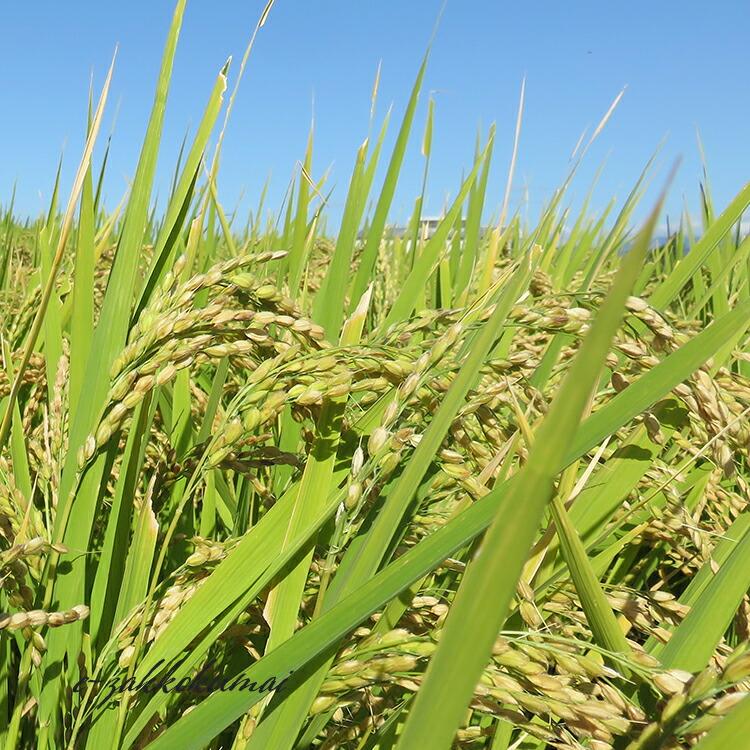 青森の新ブランド米 産地直送 特A 米 20kg 青森県産 6年産 はれ 青森の新ブランド米 産地直送 特A 米 20kg 青森県産 6年産 はれ