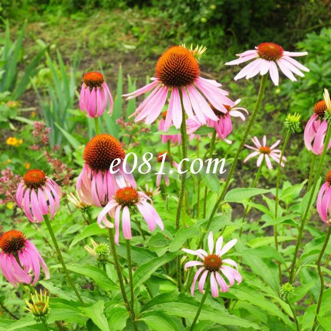 エキナセア20g ハーブティー お茶 シングルハーブ ドライハーブ（USDAオーガニック・QAI認定オーガニック原料使用） |  | 07