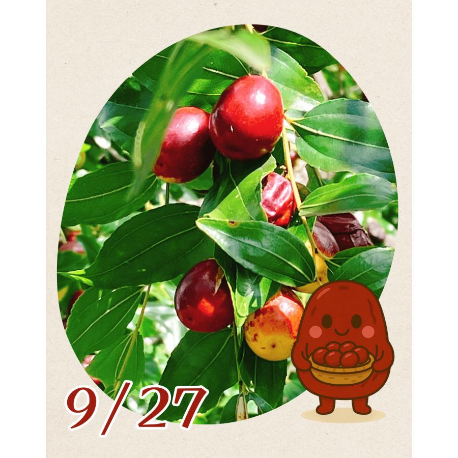 奈良県産無農薬 乾燥なつめ40g ハーブティー お茶 健康茶／国産・奈良