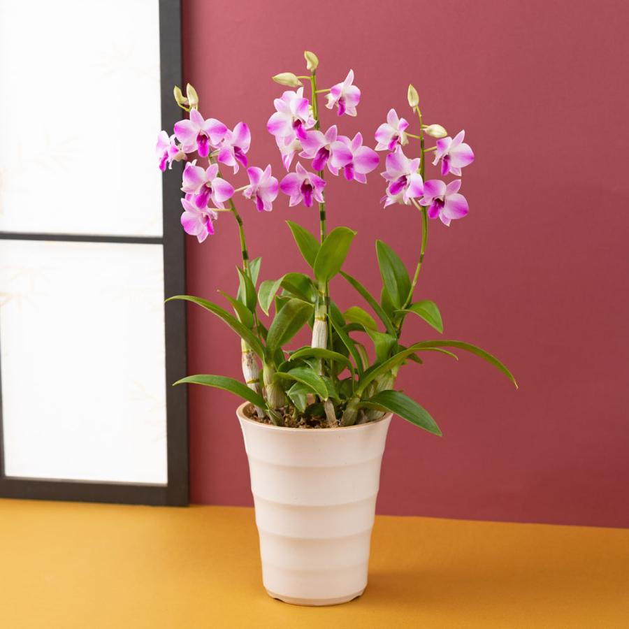 敬老の日 花 ギフト 鉢植え デンファレ イイハナ ドットコム 通販 Paypayモール