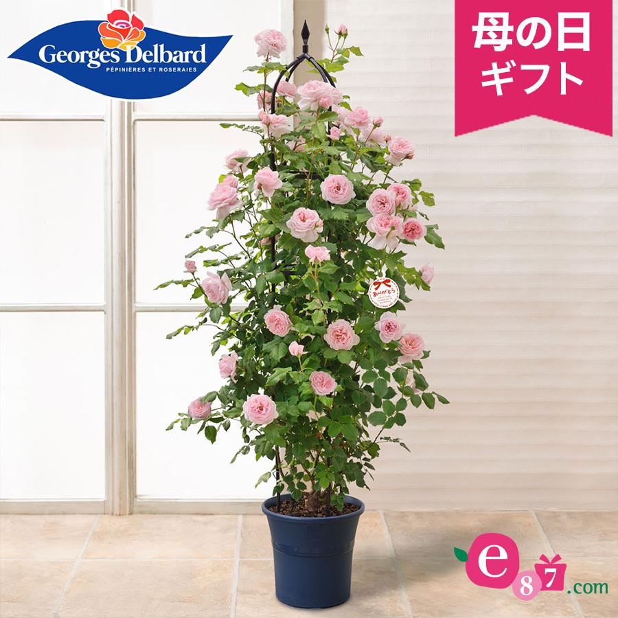 輝く高品質な 母の日 花 ギフト バラ 憧れのフレンチローズ ナエマ オベリスク仕立て 鉢植え 12号鉢 プレゼント 21 お歳暮 Unreditora Unr Edu Ar