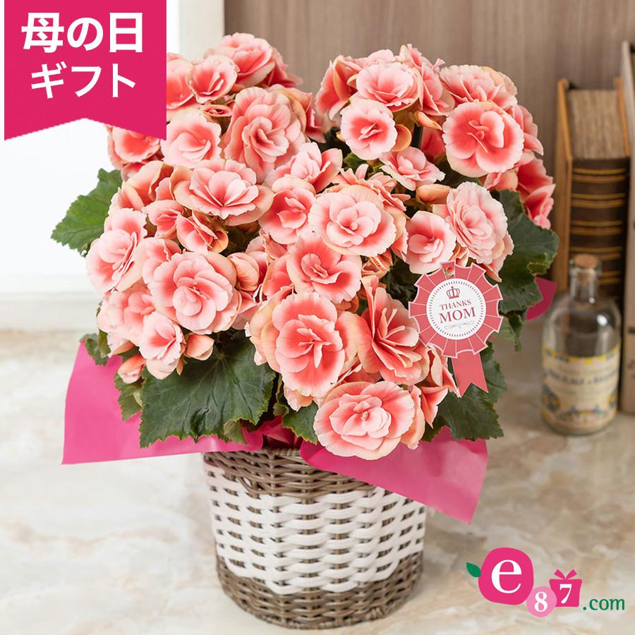 母の日 花 ギフト 鉢植え 大輪バラ咲きベゴニア ボリアス 5号鉢 プレゼント 21 イイハナ ドットコム 通販 Paypayモール