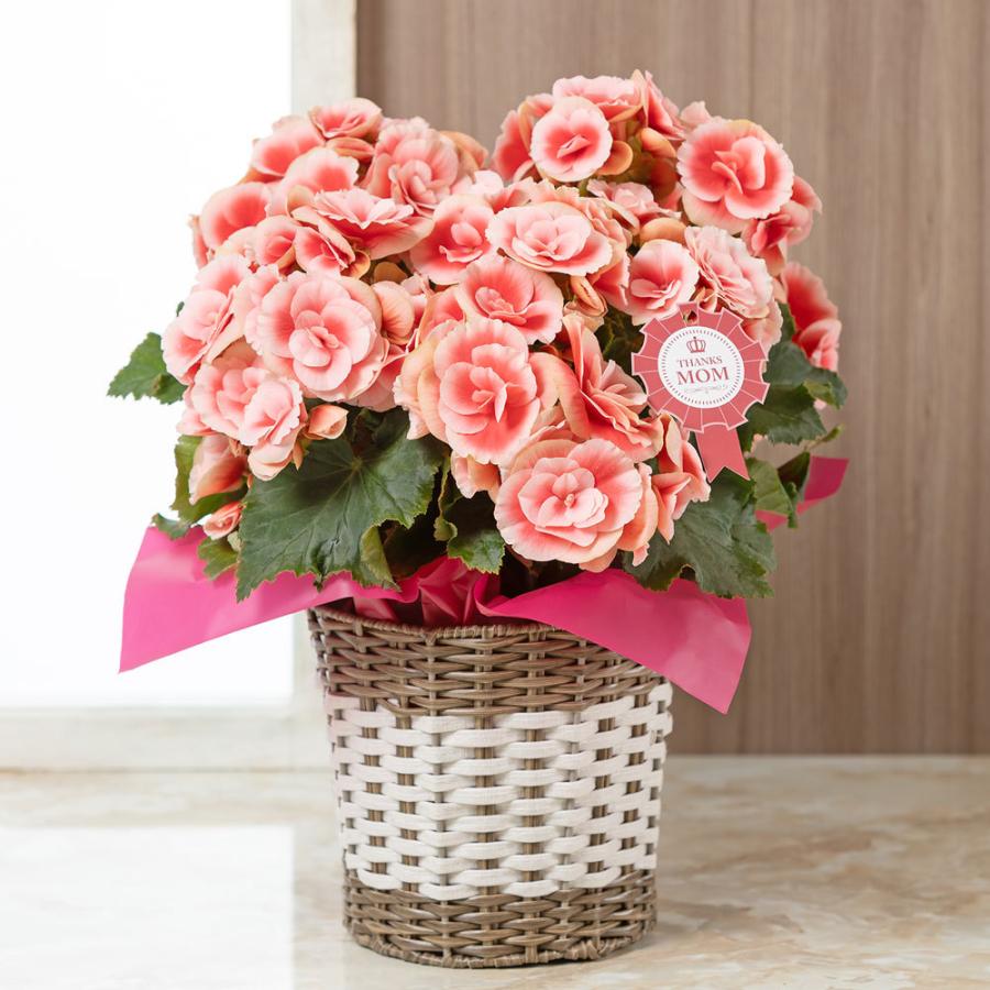 母の日 花 ギフト 鉢植え 大輪バラ咲きベゴニア ボリアス 5号鉢 プレゼント 21 イイハナ ドットコム 通販 Paypayモール