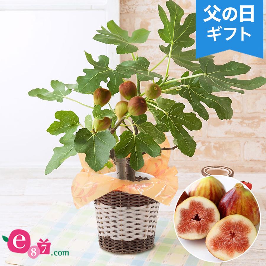 父の日 花 ギフト 鉢植え おうち果樹園 イチジク 5号 プレゼント 21 Pavlovastudio Ru