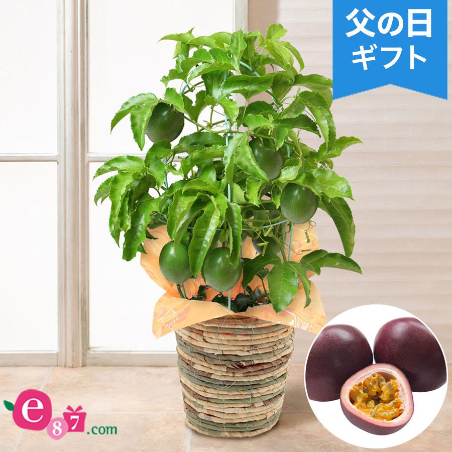 父の日 花 ギフト 鉢植え おうち果樹園 パッションフルーツ 6号 プレゼント 21 送料無料