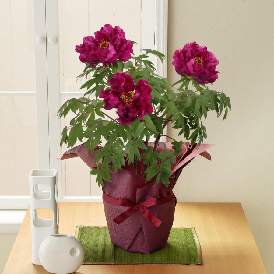 お正月 飾り 花 鉢植え 激安商品 冬牡丹 絢爛豪華な3本立ち 寒牡丹 ギフト 新春 お年賀 プレゼント 迎春 2213 0円 新年