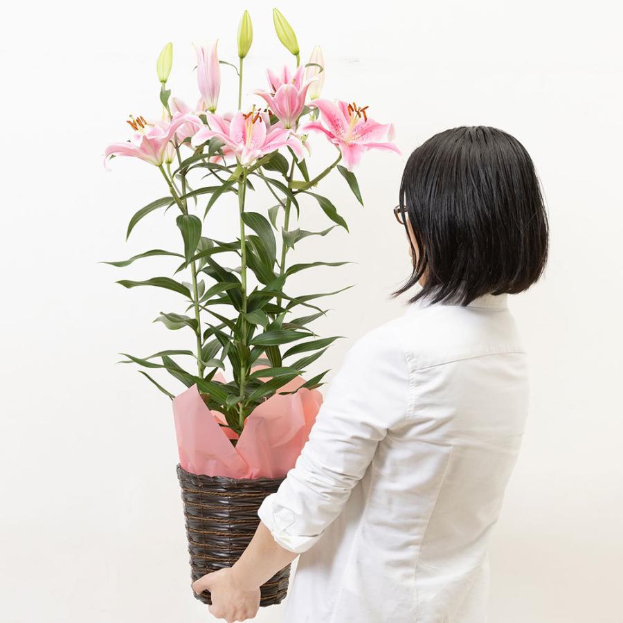 母の日 22 花 プレゼント ギフト 早割5 鉢植え オリエンタルリリー ソルボンヌ 甘い香りに包まれて ユリ 6号鉢鉢 送料無料 イイハナ ドットコム 通販 Paypayモール