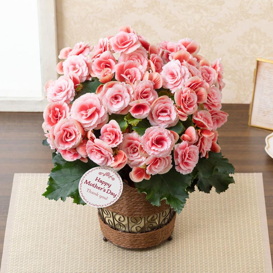 母の日 22 花 プレゼント ギフト 鉢植え 大輪バラ咲きベゴニア ボリアス 5号鉢 イイハナ ドットコム 通販 Paypayモール