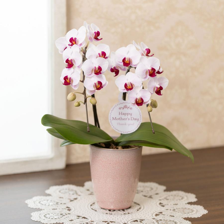 安い 激安 プチプラ 高品質 母の日 22 花 プレゼント ギフト 鉢植え 胡蝶蘭 リーベ 送料無料 Wantannas Go Id