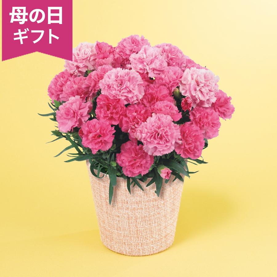 母の日 5号 カーネーション 鉢植え クーポン配布中  「色変わりカーネーション ホットハート」かわいい 人気 ピンク 5号 花鉢 2026 花 宅配 プレゼント ギフト（Yahoo!・イイハナ・ドットコム Yahoo!店）