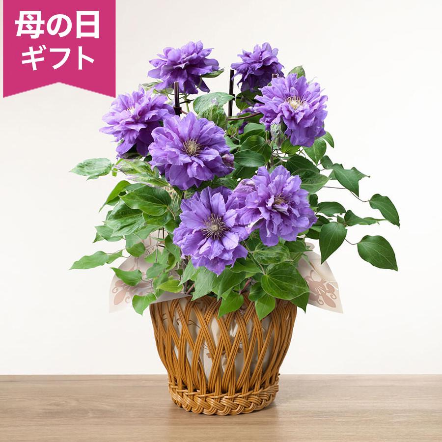 母の日　鉢植え「八重咲きクレマチス　キリテカナワ」 花鉢 2026 花 宅配 プレゼント ギフト 母 50代 60代 70代（Yahoo!・イイハナ・ドットコム Yahoo!店）