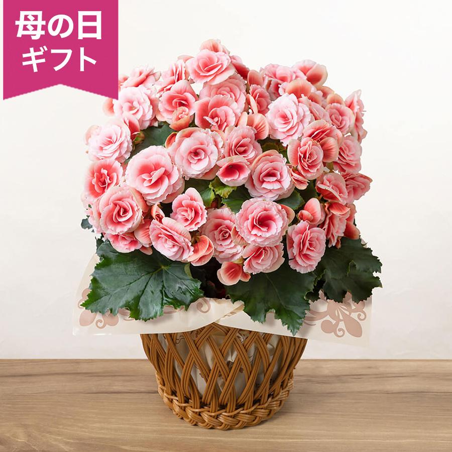 母の日　鉢植え クーポン配布中 「バラ咲きベゴニア　ボリアス」 花鉢 2026 花 宅配 プレゼント ギフト 母 50代 60代 70代（Yahoo!・イイハナ・ドットコム Yahoo!店）