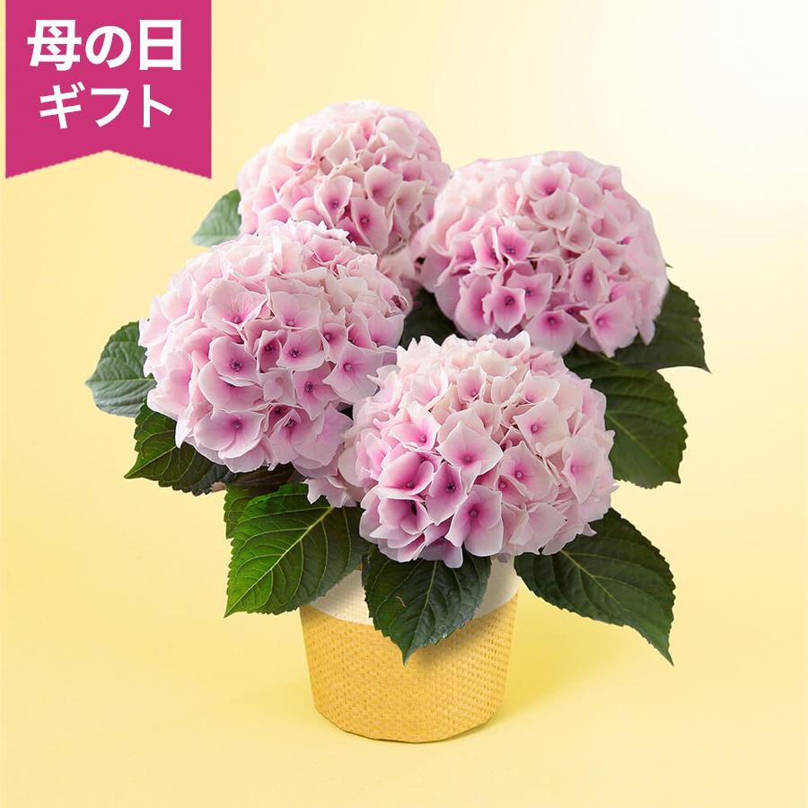 母の日　鉢植え クーポン配布中 「アジサイ　コットンキャンディ」 送料無料 あじさい 紫陽花 ピンク 白 八重咲き 4号 花鉢 2026 花 宅配 プレゼント ギフト 母（Yahoo!・イイハナ・ドットコム Yahoo!店）