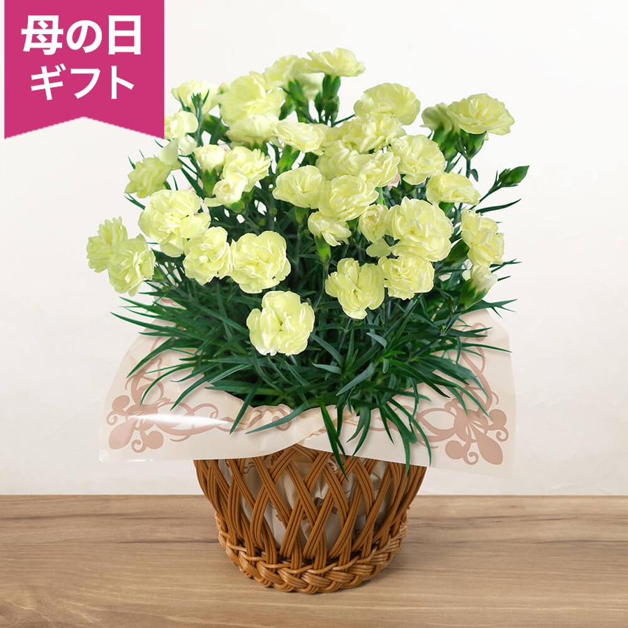 母の日 鉢植え「カーネーション レモンアイス」 カーネーション レモン 黄色 5号 花鉢 2026 花 宅配 プレゼント ギフト 母 50代 60代 70代（Yahoo!・イイハナ・ドットコム Yahoo!店）