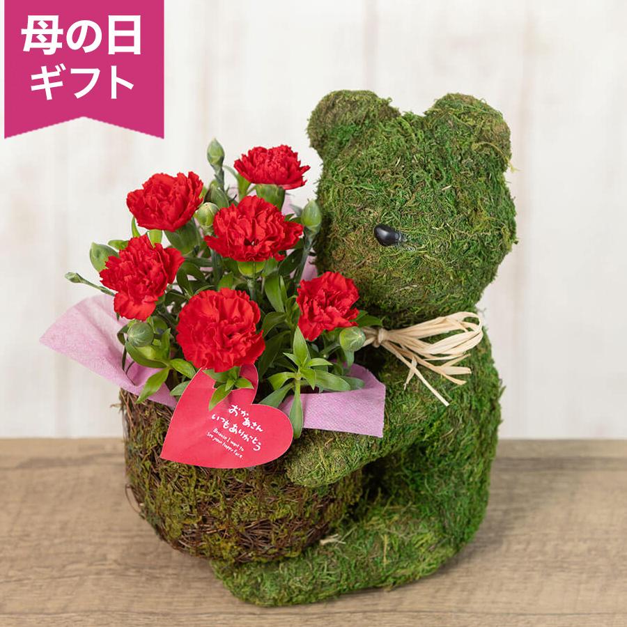 母の日 鉢植え「Sweet Bear〜For Mother〜」ラッピング ギフト プレゼント かわいい くま 鉢花 花鉢 カード付き 送料無料 2026（Yahoo!・イイハナ・ドットコム Yahoo!店）