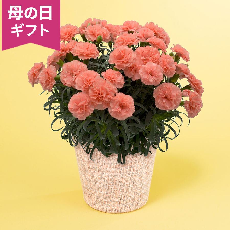 母の日　鉢植え「カーネーション　メープルシフォン」 カーネーションオレンジ ピンク 鮮やか 5号 花鉢 2026 花 宅配 プレゼント ギフト 母（Yahoo!・イイハナ・ドットコム Yahoo!店）