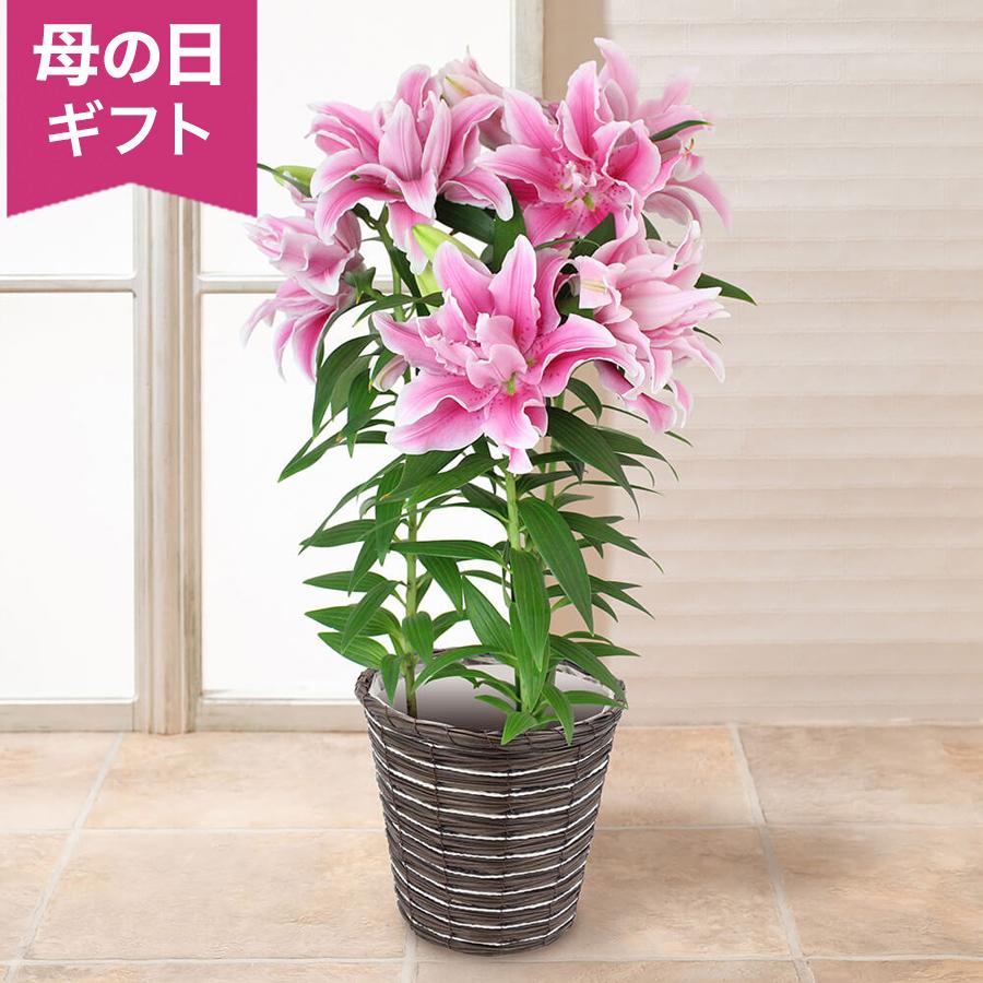 母の日　鉢植え　クーポン配布中 「八重咲きリリー　カダンゴ」 百合 ユリ 豪華 ゴージャス ピンク 花鉢 2026 花 宅配 プレゼント ギフト 母 50代 60代 70代（Yahoo!・イイハナ・ドットコム Yahoo!店）