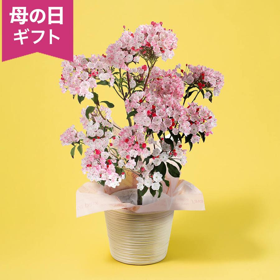 母の日 鉢植え「カルミア オスボレッド」 ピンク ボリューム感 和風 かわいい 6号 花鉢 2026 花 宅配 プレゼント ギフト 母 50代 60代 70代（Yahoo!・イイハナ・ドットコム Yahoo!店）
