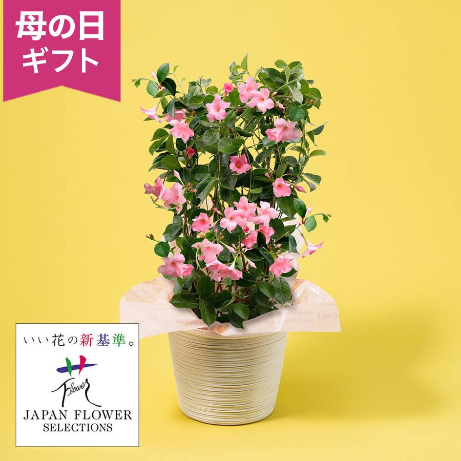 母の日 鉢植え クーポン配布中 「サンパラソル パステルピンク」 6号 花鉢 2026 花 宅配 プレゼント ギフト 母 50代 60代 70代（Yahoo!・イイハナ・ドットコム Yahoo!店）